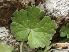 Geranium traversii