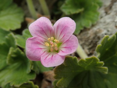 Geranium traversii