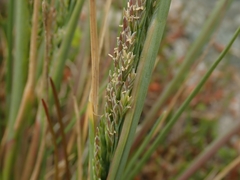 Puccinellia chathamica