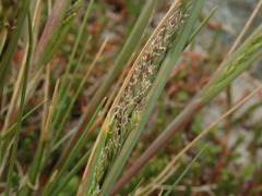 Puccinellia chathamica