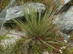 Puccinellia chathamica