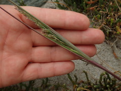 Puccinellia chathamica