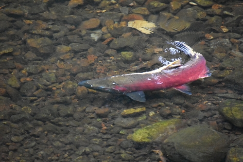 Coho Salmon