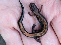Plethodon dorsalis