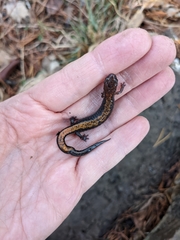 Plethodon dorsalis