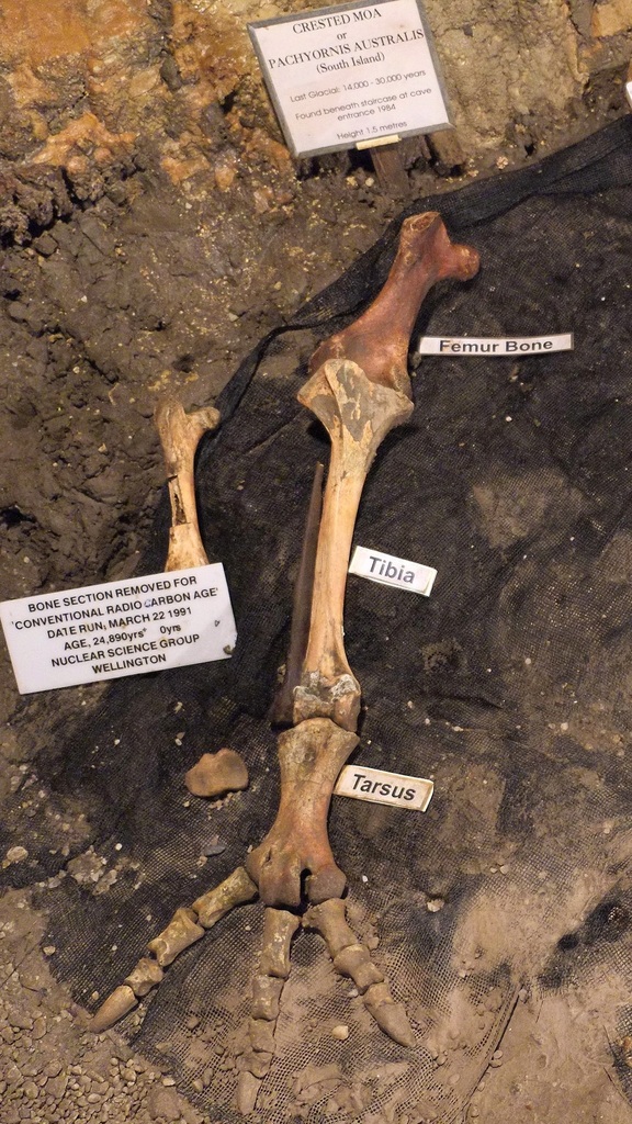 Pachyornis