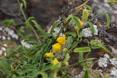 Nanorrhinum