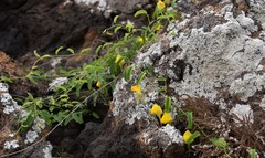 Nanorrhinum
