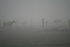 Boselaphus tragocamelus