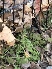 Corydalis cheilanthifolia