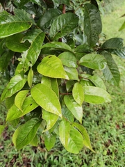 Tapirira mexicana