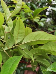 Tapirira mexicana
