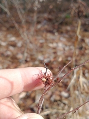Comptonia peregrina