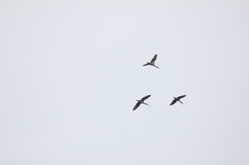 White Ibis photographed in Mississippi