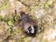 Loricula