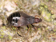 Loricula
