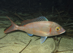 Pagellus erythrinus