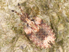 Aradus depressus