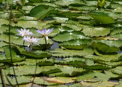 Nymphaea nouchali caerulea