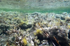 Atherinosoma microstoma