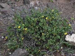 Helianthemum thymiphyllum