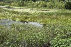 Nymphaea nouchali caerulea