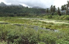 Nymphaea nouchali caerulea