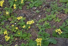 Erucastrum canariense