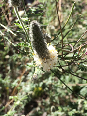 Dalea albiflora