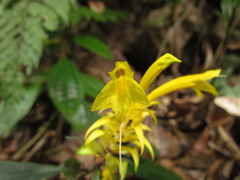 Aphelandra chamissoniana