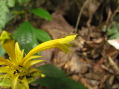 Aphelandra chamissoniana