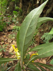 Aphelandra chamissoniana