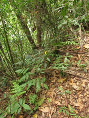 Aphelandra chamissoniana
