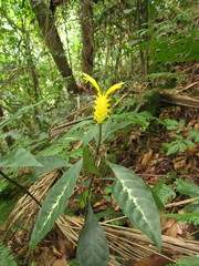 Aphelandra chamissoniana