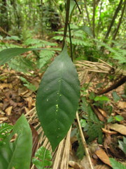 Aphelandra chamissoniana