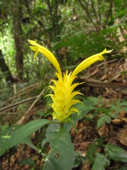 Aphelandra chamissoniana