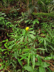 Aphelandra chamissoniana