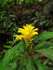 Aphelandra chamissoniana