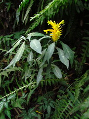 Aphelandra chamissoniana