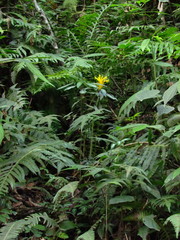 Aphelandra chamissoniana