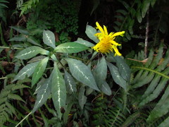 Aphelandra chamissoniana