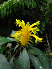 Aphelandra chamissoniana
