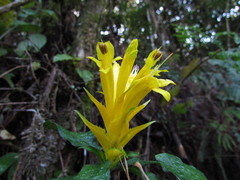 Aphelandra chamissoniana