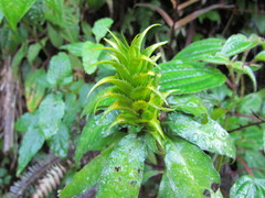 Aphelandra chamissoniana