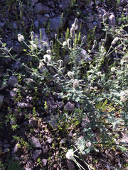 Dalea albiflora