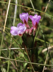 Epilobium gunnianum