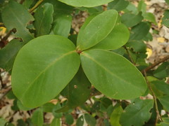 Myrsine chathamica