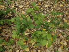 Myrsine chathamica