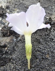 Primula deuteronana