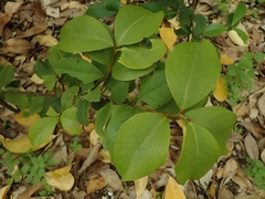 Myrsine chathamica